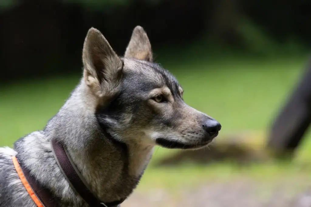 144379b5-b0a6-438b-857b-2a52c1a234e2 Úlfavera Tamaskan Wolfhund Wolfalike Kaya