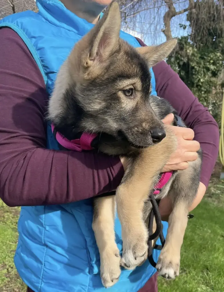 2548eeaf-3af8-4d04-8fd1-6e40c14d2ff9 Úlfavera Tamaskan Wolfhund Wolfalike Kaya