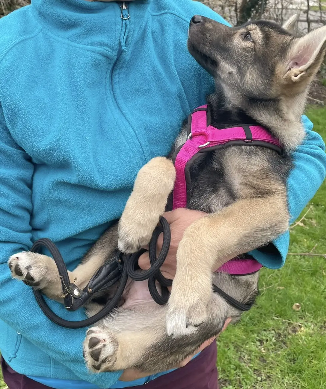 5662f990-b1ae-44a3-976f-153ba9a35d98 Úlfavera Tamaskan Wolfhund Wolfalike Kaya