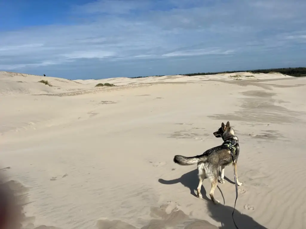 5af6a4bc-7198-449c-aa89-4ff2f38f7aa8 Úlfavera Tamaskan Wolfhund Wolfalike Kaya