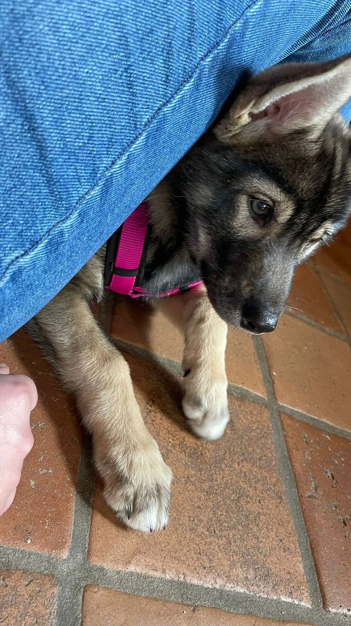 7233870d-5e5f-465f-9df6-2a46685954a1 Úlfavera Tamaskan Wolfhund Wolfalike Kaya