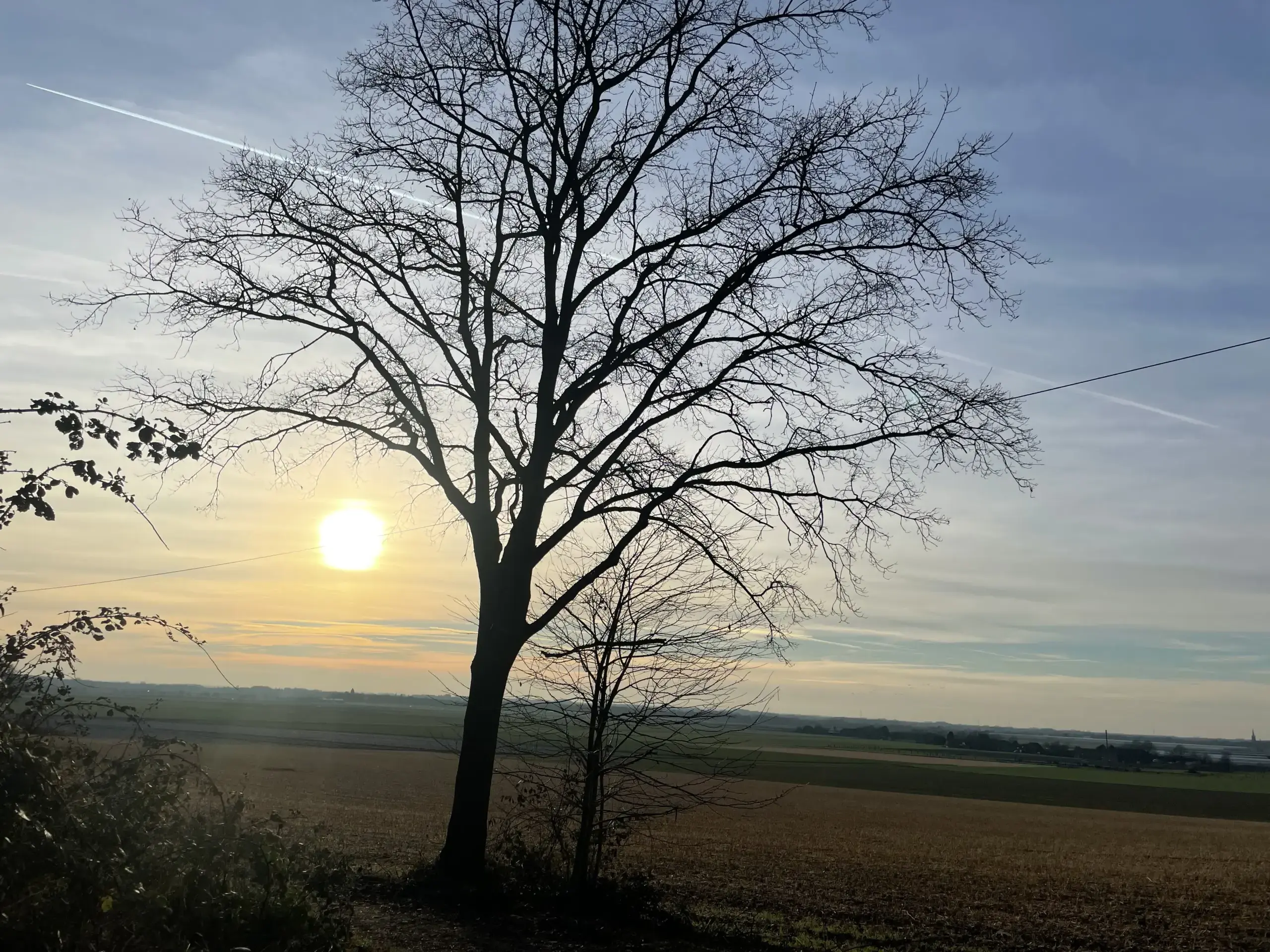 Úlfavera Tamaskan Wolfhund Wolfalike Kaya Úlfavera Tamaskan Wolfhund Wolfalike Kaya